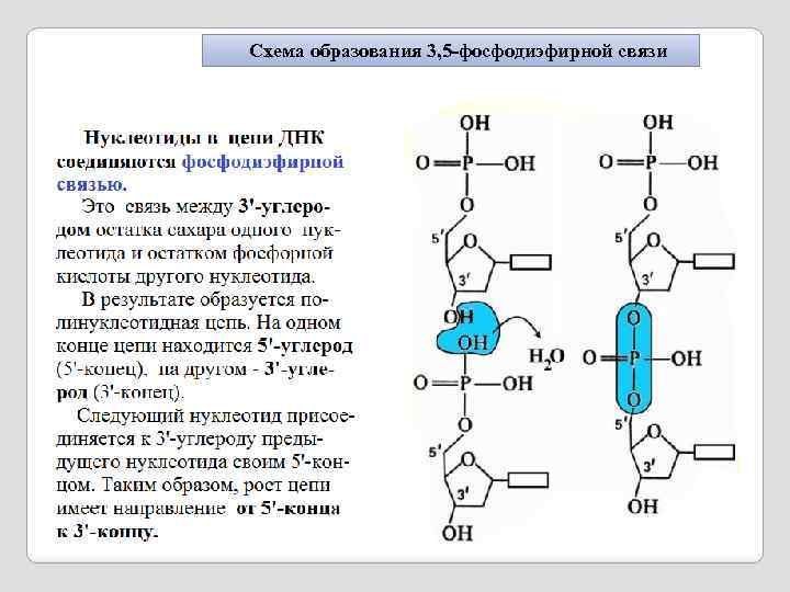 Схема образования 3, 5 -фосфодиэфирной связи 