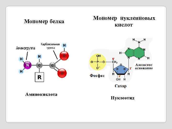 Интеллект карта нуклеиновые кислоты