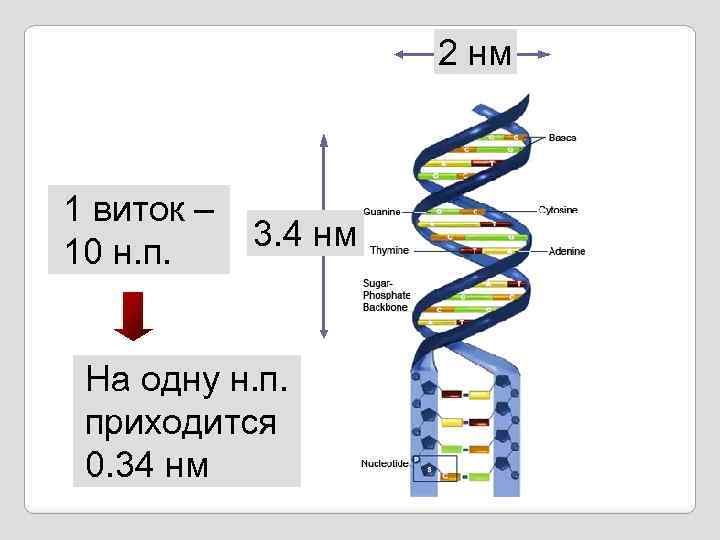 2 нм 1 виток – 10 н. п. 3. 4 нм На одну н.
