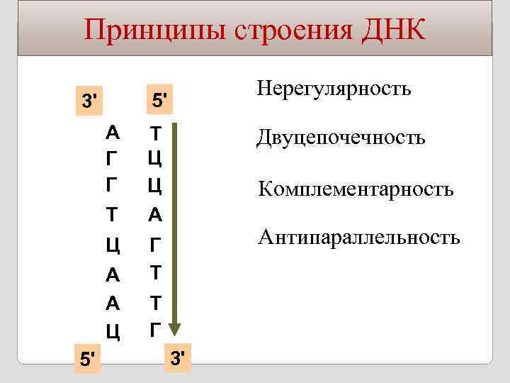 Принципы строения ДНК 5' 3' А Г Г Т Ц А А Ц 5'