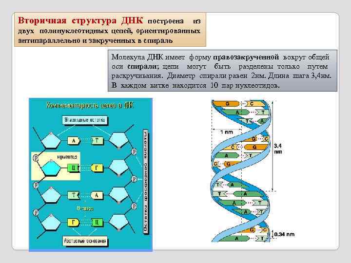 Вторичная структура ДНК построена из двух полинуклеотидных цепей, ориентированных , антипараллельно и закрученных в
