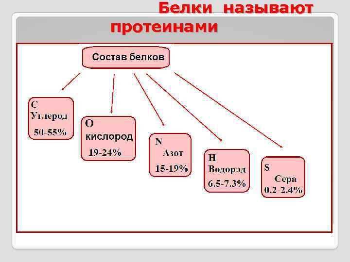 Белки называют протеинами 