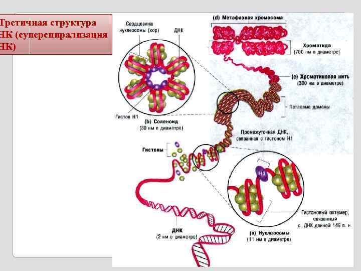 Третичная структура НК (суперспирализация НК) 