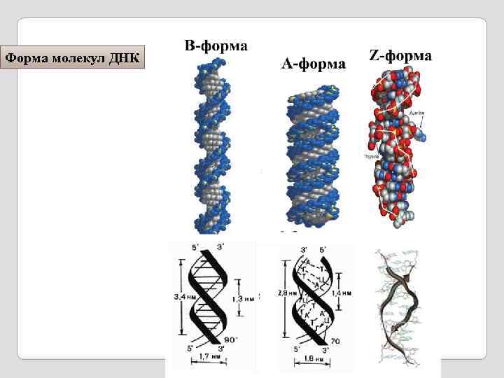 Форма молекул ДНК 