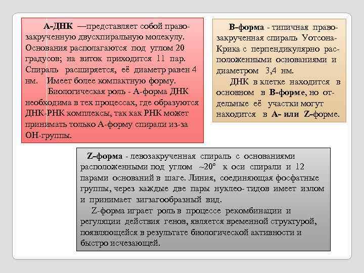  A-ДНК —представляет собой правозакрученную двусхпиральную молекулу. Основания располагаются под углом 20 градусов; на