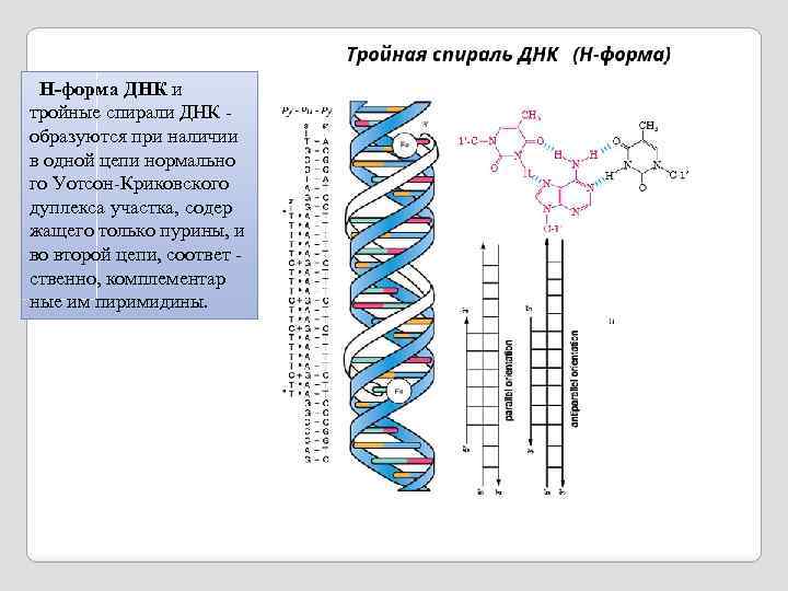  H-форма ДНК и тройные спирали ДНК - образуются при наличии в одной цепи
