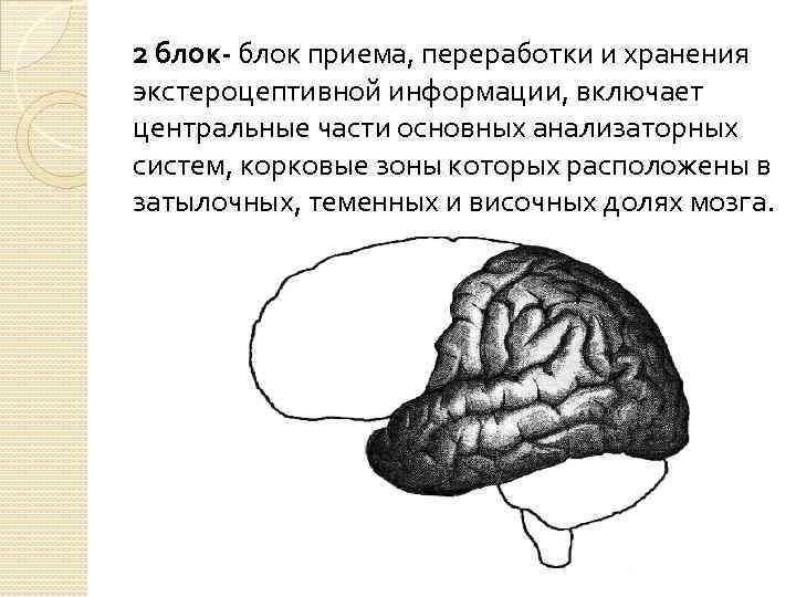 Второй блок. Блок приема, переработки и хранения по Лурия. Блок приема, переработки и хранения экстероцептивной информации.. 2 Блок приема переработки и хранения информации. Второй блок – блок приема, переработки и хранения информации.