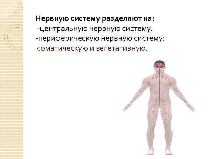 Нервную систему разделяют на: -центральную нервную систему. -периферическую нервную систему: соматическую и вегетативную. 