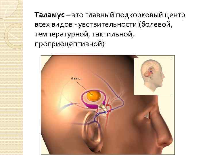 Таламус – это главный подкорковый центр всех видов чувствительности (болевой, температурной, тактильной, проприоцептивной) 