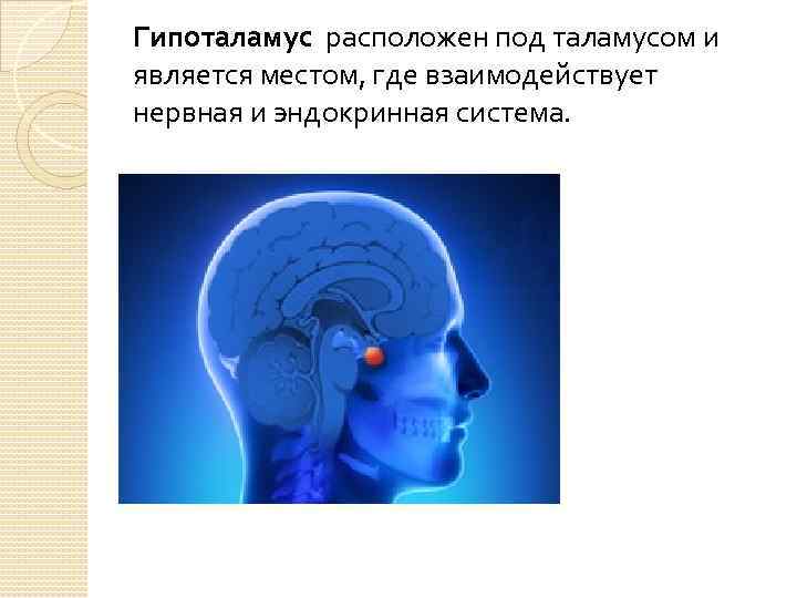 Гипоталамус расположен под таламусом и является местом, где взаимодействует нервная и эндокринная система. 