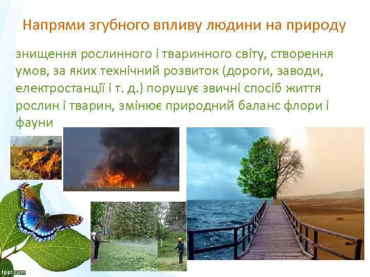 Напрями згубного впливу людини на природу знищення рослинного і тваринного світу, створення умов, за