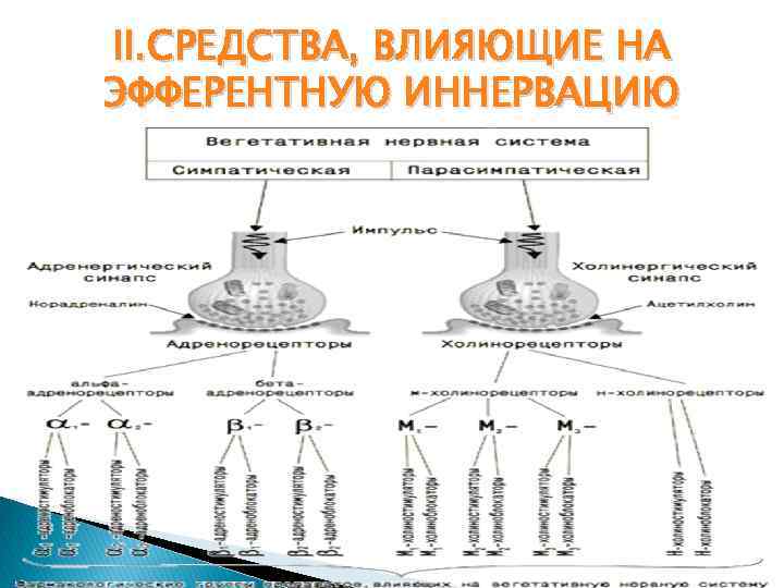 II. СРЕДСТВА, ВЛИЯЮЩИЕ НА ЭФФЕРЕНТНУЮ ИННЕРВАЦИЮ 