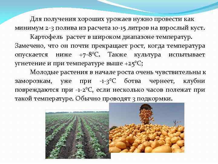 Для получения хороших урожаев нужно провести как минимум 2 -3 полива из расчета 10