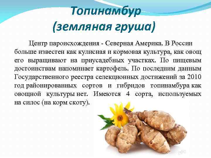 Топинамбур (земляная груша) Центр пароисхождения - Северная Америка. В России больше известен как кулисная