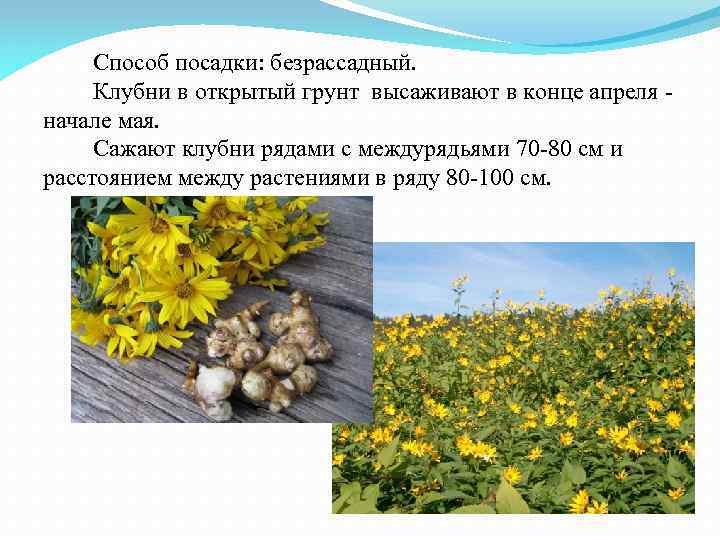 Способ посадки: безрассадный. Клубни в открытый грунт высаживают в конце апреля - начале мая.