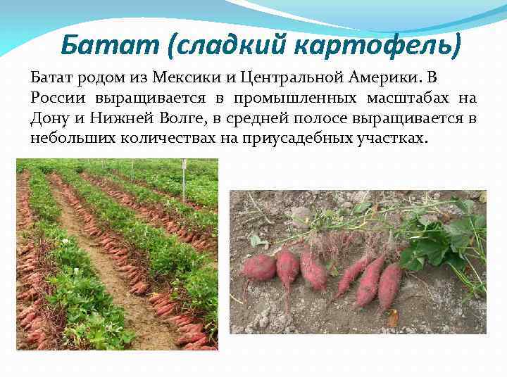 Батат (сладкий картофель) Батат родом из Мексики и Центральной Америки. В России выращивается в