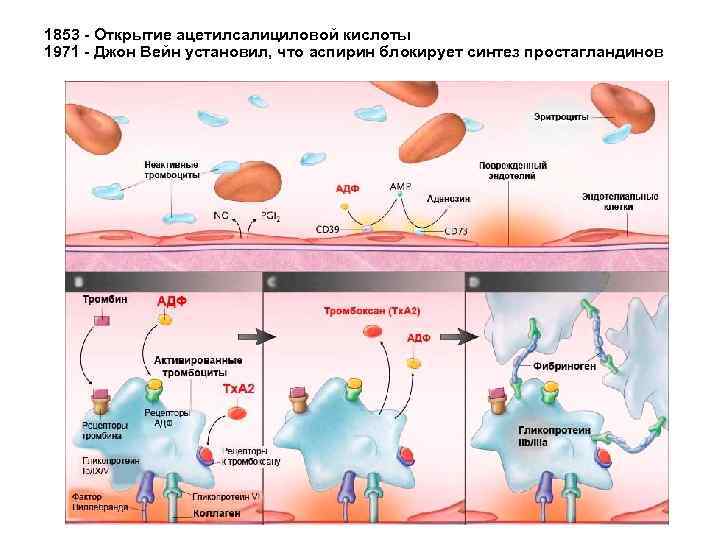1853 - Открытие ацетилсалициловой кислоты 1971 - Джон Вейн установил, что аспирин блокирует синтез