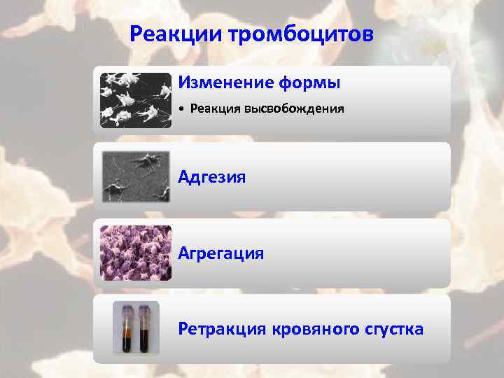 Реакции тромбоцитов Изменение формы • Реакция высвобождения Адгезия Агрегация Ретракция кровяного сгустка 
