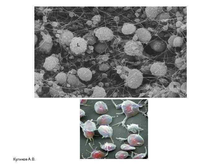 Куликов А. В. 