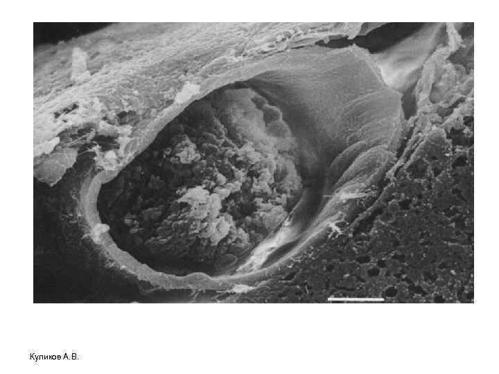 Куликов А. В. 