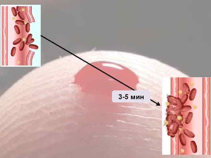 3 -5 мин 