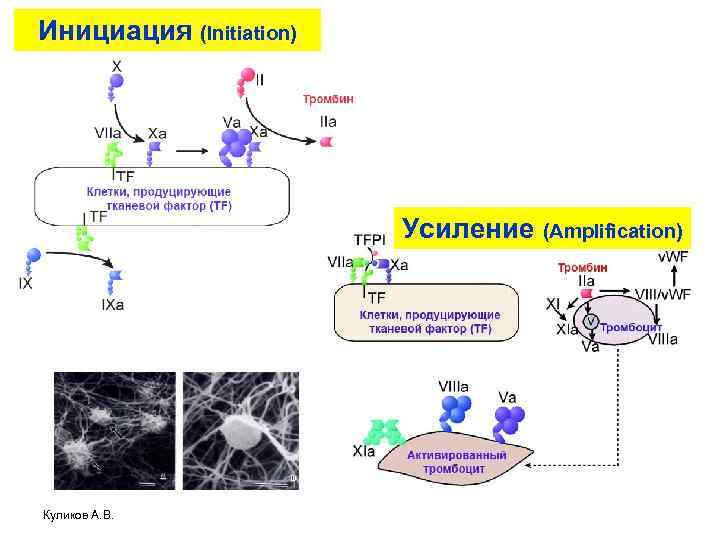 Инициация (Initiation) Усиление (Amplification) Куликов А. В. 
