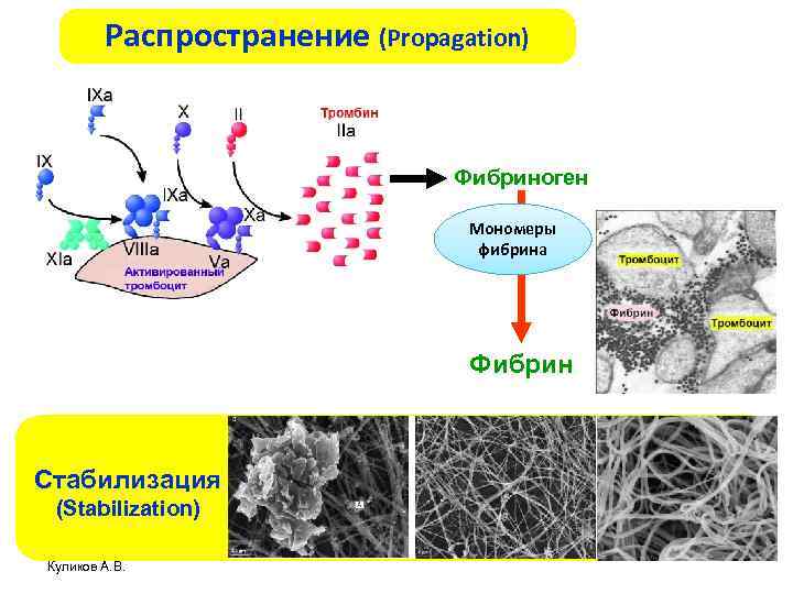 Распространение (Propagation) Фибриноген Мономеры фибрина Фибрин Стабилизация (Stabilization) Куликов А. В. 