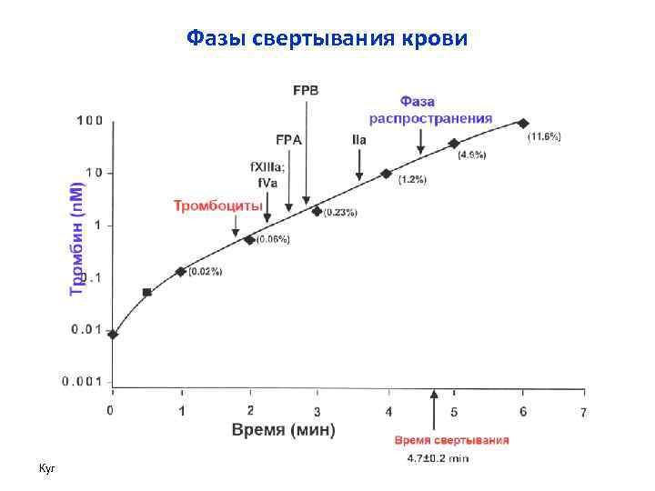 Фазы свертывания крови Куликов А. В. 
