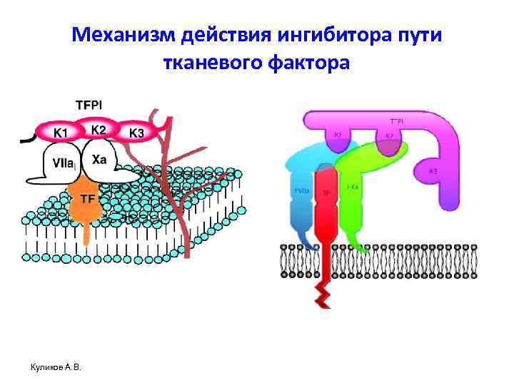 Механизм действия ингибитора пути тканевого фактора Куликов А. В. 