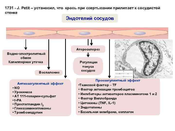 Механизм тромборезистентности сосудистой стенки