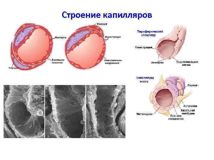 Строение капилляров 