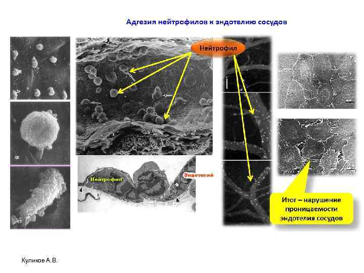 Куликов А. В. 