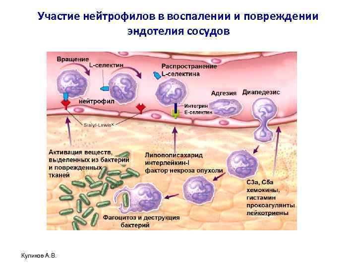 Участие нейтрофилов в воспалении и повреждении эндотелия сосудов Куликов А. В. 