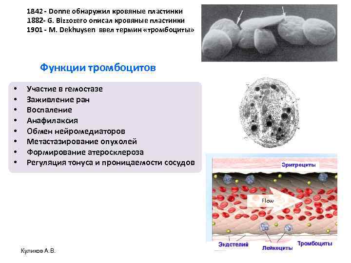 1842 - Donne обнаружил кровяные пластинки 1882 - G. Bizzozero описал кровяные пластинки 1901