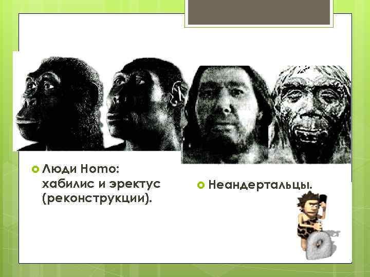  Люди Homo: хабилис и эректус (реконструкции). Неандертальцы. 