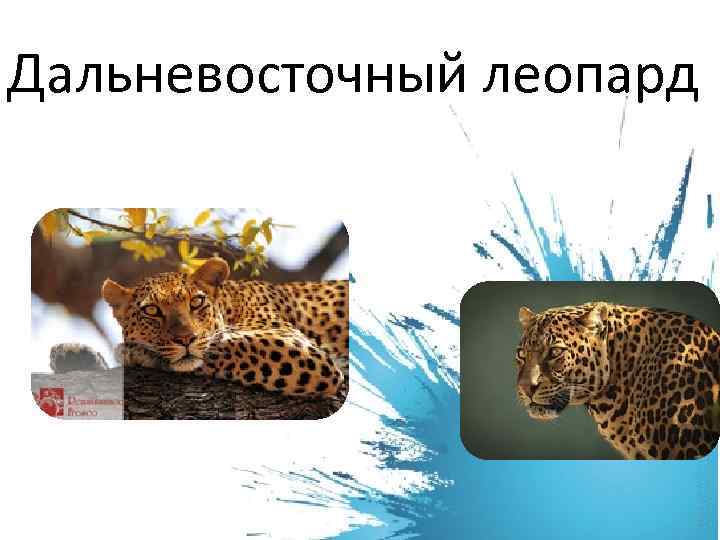 Дальневосточный леопард 