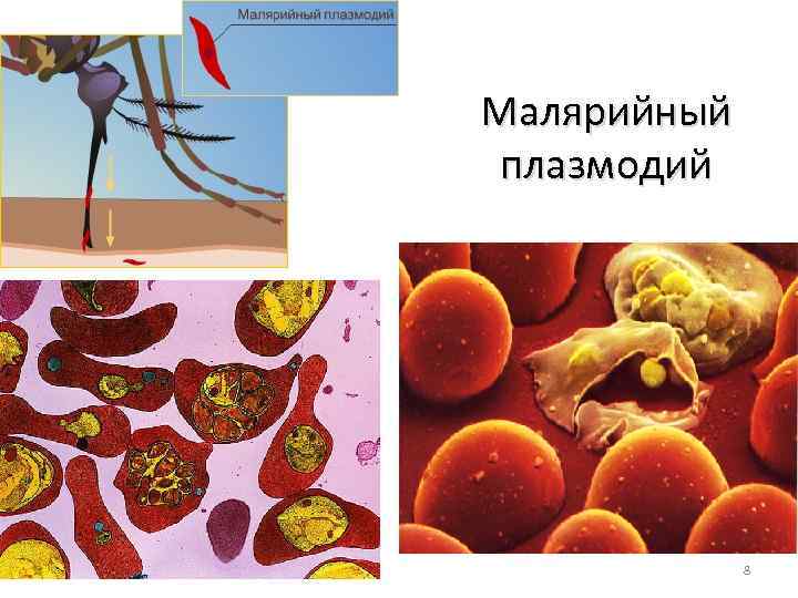 Малярийный плазмодий 8 