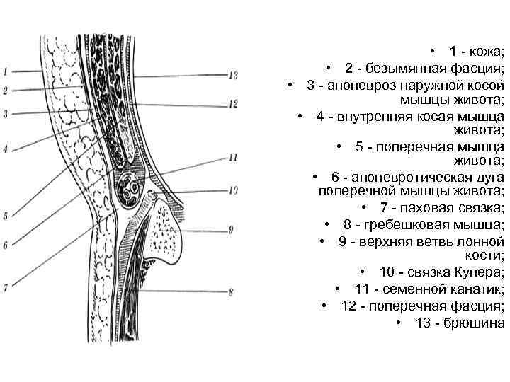 Апоневроз головы фото