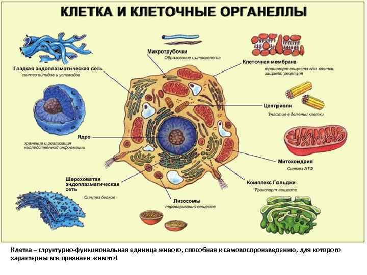 Клетка – структурно-функциональная единица живого, способная к самовоспроизведению, для которого характерны все признаки живого!