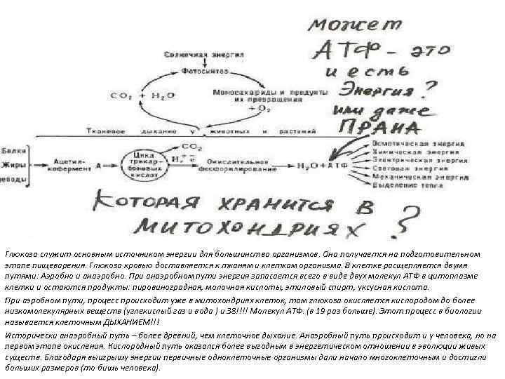Глюкоза служит основным источником энергии для большинства организмов. Она получается на подготовительном этапе пищеварения.