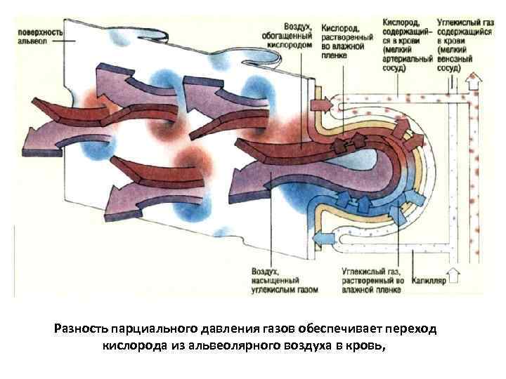 Разность парциального давления газов обеспечивает переход кислорода из альвеолярного воздуха в кровь, 