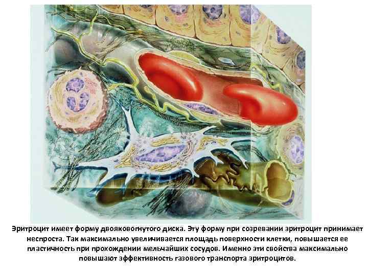 Эритроцит имеет форму двояковогнутого диска. Эту форму при созревании эритроцит принимает неспроста. Так максимально