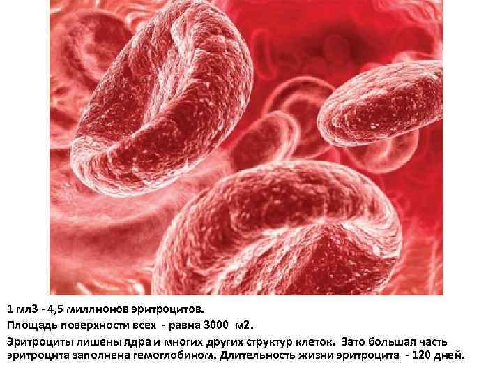 1 мл 3 - 4, 5 миллионов эритроцитов. Площадь поверхности всех - равна 3000