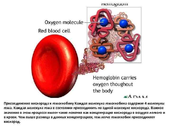 Присоединение кислорода к гемоглобину Каждая молекула гемоглобина содержит 4 молекулы гема. Каждая молекула гема