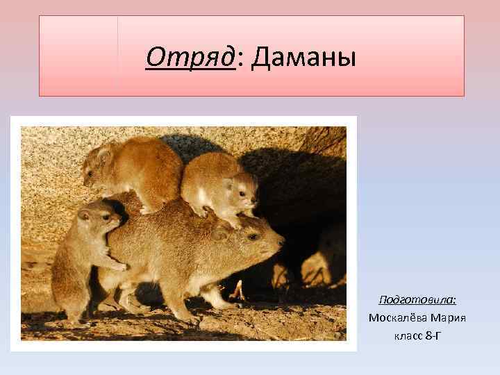 Отряд даманы презентация