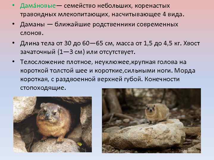  • Дама новые— семейство небольших, коренастых травоядных млекопитающих, насчитывающее 4 вида. • Даманы