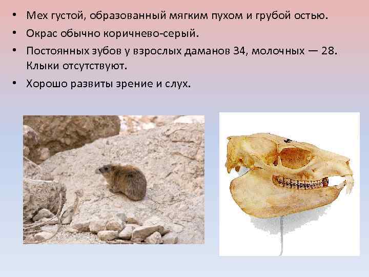  • Мех густой, образованный мягким пухом и грубой остью. • Окрас обычно коричнево-серый.