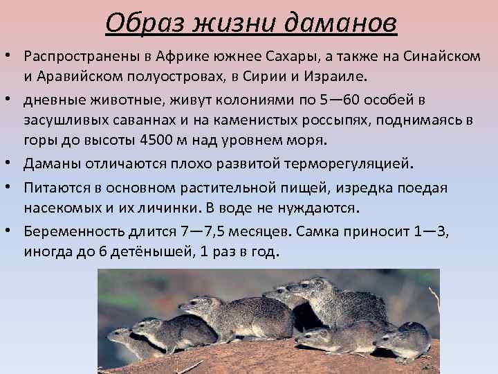 Образ жизни даманов • Распространены в Африке южнее Сахары, а также на Синайском и