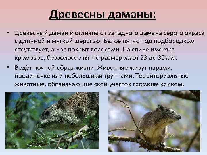 Древесны даманы: • Древесный даман в отличие от западного дамана серого окраса с длинной