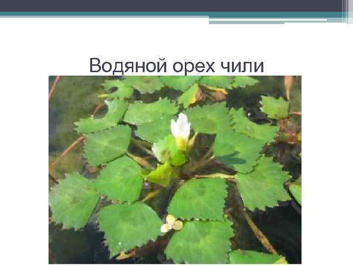 Водяной орех чили 
